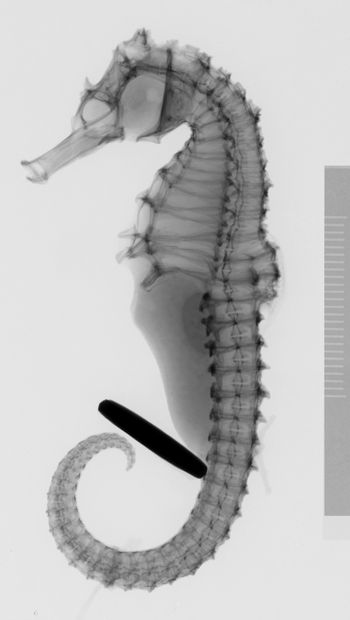 Media type: image;   Ichthyology 5908 Description: xray;  Aspect: lateral